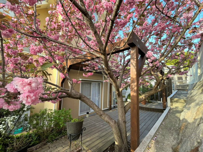 満開の桜　ティータイムなどを楽しむくつろぎの場